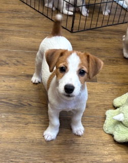 ジャックラッセルテリア♂　７月２５日生まれ