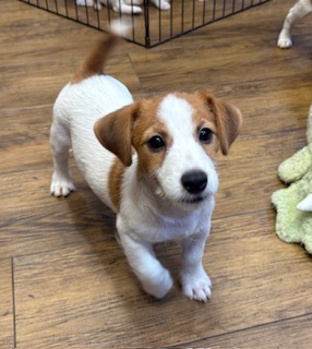 ジャックラッセルテリア♂　７月２５日生まれ