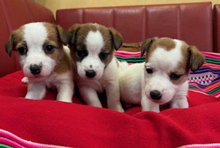 ９月２３日生まれ　女の子