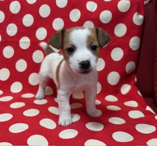 2025年12月13日生まれ　女の子