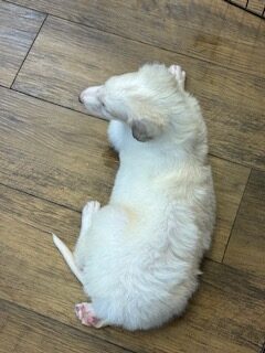 ４月１２日生まれ　男の子