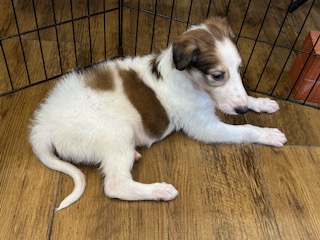 ボルゾイ子犬