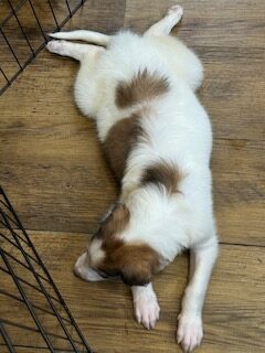 ボルゾイ子犬