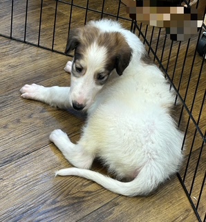 ボルゾイ子犬