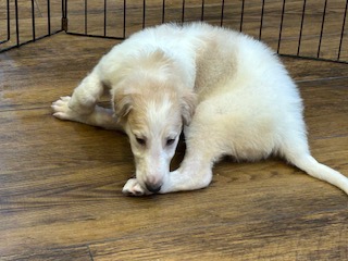 ボルゾイ子犬