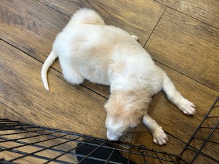 ボルゾイ子犬
