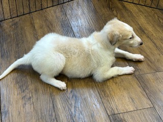 ボルゾイ子犬