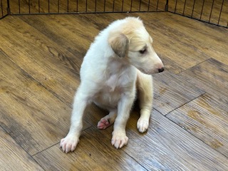 ボルゾイ子犬