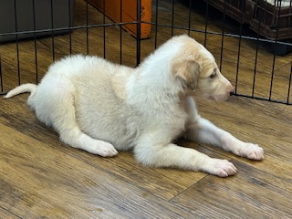 ボルゾイ子犬