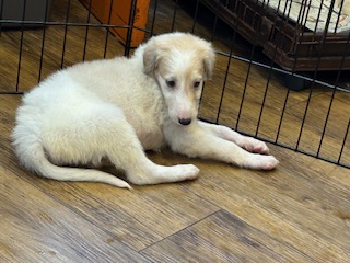ボルゾイ子犬