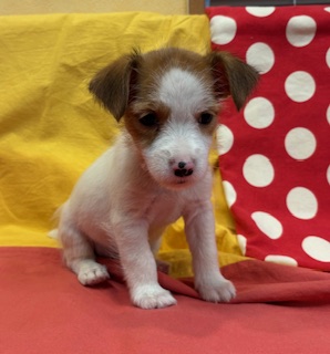 9月４日生まれ　女の子