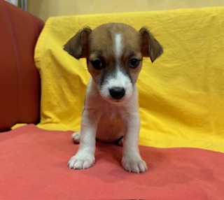 ９月４日生まれ　女の子