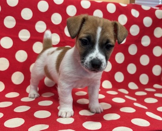 ２０２５年１２月１３日生まれ　男の子